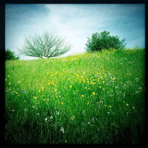 flowers trees two tree green field yellow square landscape hill hollingsworth iphone5 garindrycreekpioneerregionalparks iphoneography hipstamatic uploaded:by=flickrmobile flickriosapp:filter=nofilter