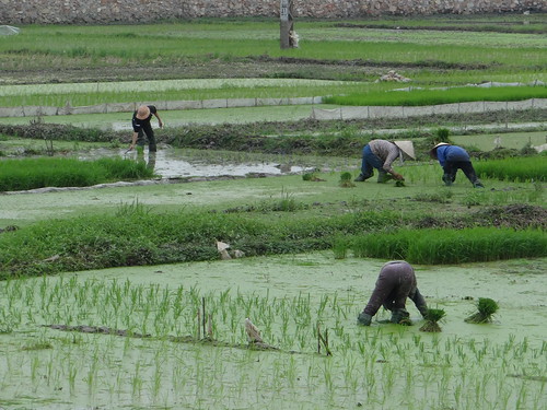 vietnam ricefields ricefieldworkers