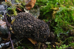   black truffle  