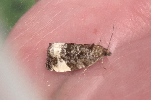2016 moths hedyapruniana plumtortrix obalečstřemchový obaľovačtrnkový