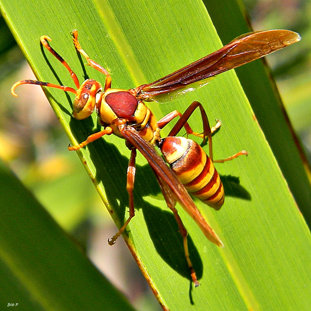 a paper wasp