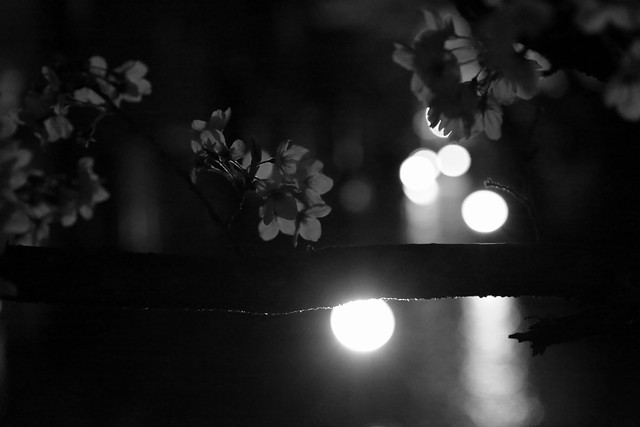 Kyoto Cherry Blossom Show 京都 桜案内