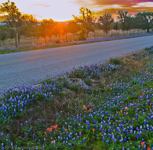 flower sunrise geotagged texas bluebonnet hillcountry wildflower bluebonnets indianpaintbrush texaswildflowers texashillcountry lupinustexsenis geo:lat=30683632304584837 geo:lon=9854080200078897