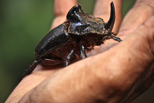a jungle beetle… hides under specific fallen trees