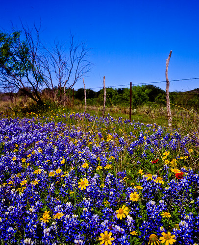 flower 120 mamiya film mediumformat geotagged texas bluebonnet hillcountry wildflower filmscan coreopsis texaswildflowers texashillcountry lupinustexensis llanocounty mamiya7ii wonderfulworldofflowers geo:lat=30610391356303392 geo:lon=9849627852425328