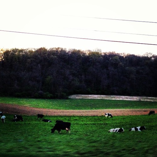grass square cow cows lofi squareformat iphoneography instagramapp uploaded:by=instagram foursquare:venue=5084594ee4b08785e9efad8d