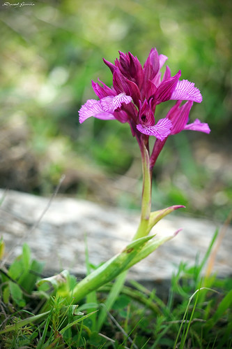 orchis papilionacea orquidea flor flower orchid planta parquenatural sevilla flores sonya7 macro