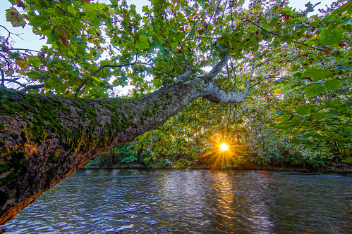 tree sunset river water