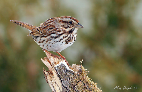 song sparrow chanteur bruant