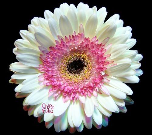blackbackground gerbera daisy singleflower gerberadaisy eos600d canoneos600d rebelt3i canonrebelt3i chipsfolio
