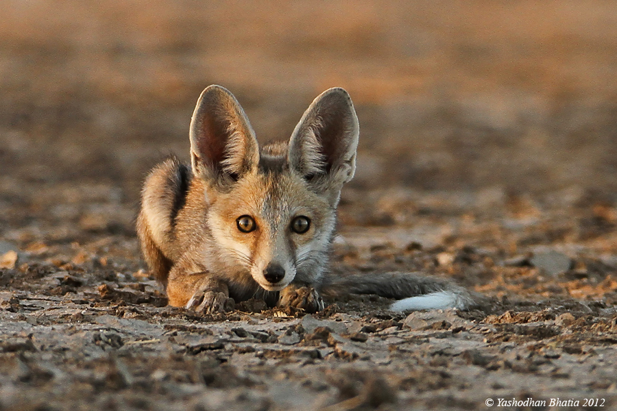 Desert Fox pup