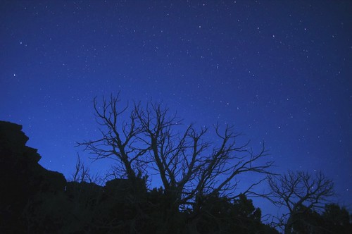 nightphotography trees stars branches meteors lovelife awesomesauce airglow persistentiontrain polestarviews