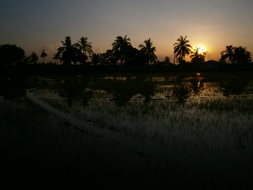 reflection sunrise thailand rice paddy farming palm agriculture chachoengsao พระอาทิตย์ขึ้น