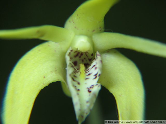 1130 - Dendrobium speciosum x hilda poxon