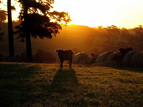 light sunset shadow sun silhouette rural canon cow day cattle cows farm australia victoria clear vic hay calf canonpowershots2is haybales paddock canonpowershot gippsland warragul auspctagged pc3820 phunnyfotos