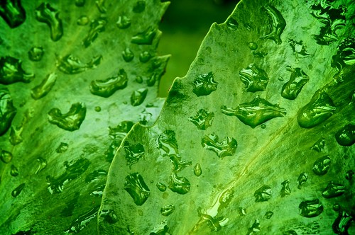 macro green water leaves rain droplets leaf drops spring nikon fresh wolfville micro 105 nikkor 105mm acadiauniversity d90 acadiau kcic kcirvingcentre