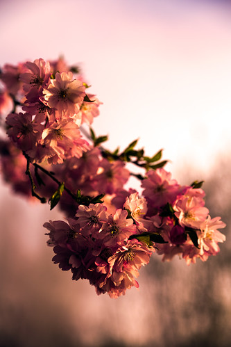 pink light sun plant flower sunrise cherry dawn spring warm blossom mark pastel iii 5d pedals f4l 25105