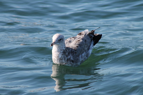 seagull gull juvenile californiagull laruscalifornicus