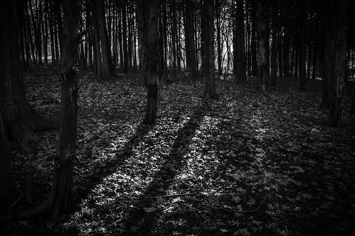 trees sunset blackandwhite bw monochrome forest blackwhite shadows 1020mm lakeoftheozarks trumanstatepark