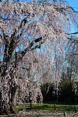Weeping Japanese Cherry Blossom tree: National Arboretum