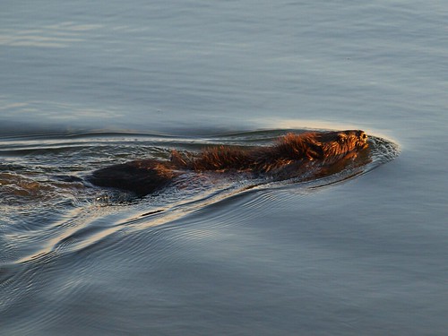 The Humber Bay Beaver