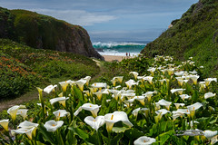 Lilies of the Beach - Big Sur California