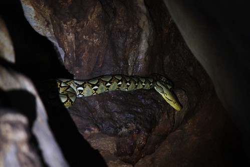 oh yeah… python in the cave