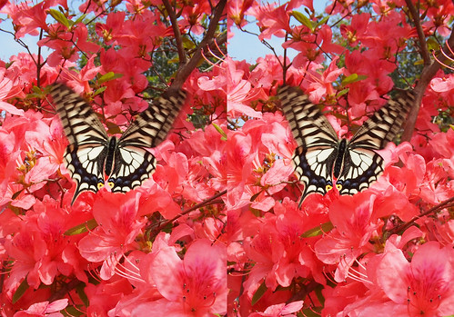 Papilio xuthus, stereo parallel view