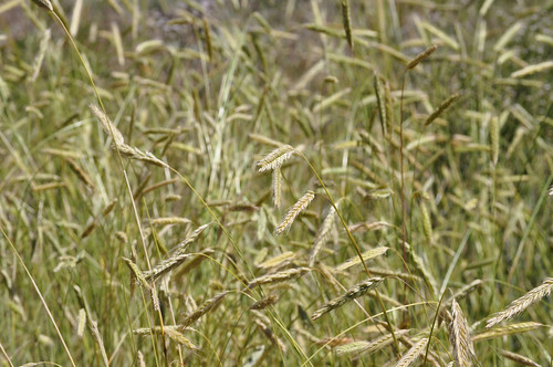 grass background timothygrass