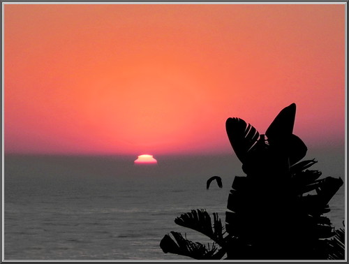 sea tree bird sunrise nikon flight palm p100