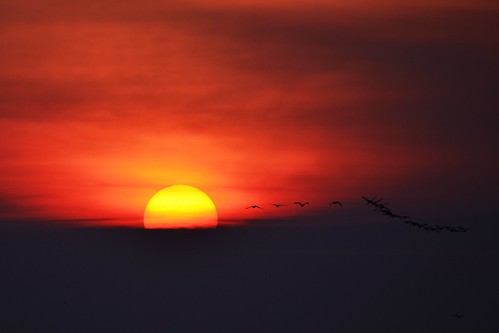 morning sun ontario canada birds burlington sunrise geese nikon d5100