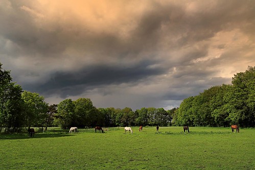 trees horses nature weather animal clouds germany landscape europe meadow wideanglefilterdreichardteos7d