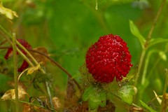 138/365: wet, wild berries