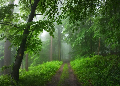 trees mist 3 green water rain fog forest germany way spring woods nebel path may explore mai wald 42 regen waldweg odenwald bergstrasse südhessen juhöhe forestofodes canonpowershotg10 bphotor
