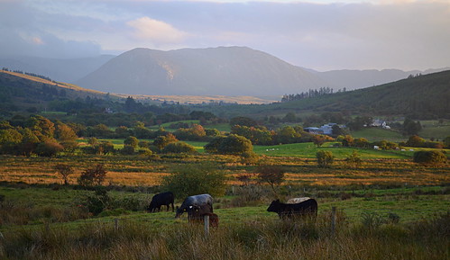 ireland rural day cows cloudy donegal commeen bluestackmounains