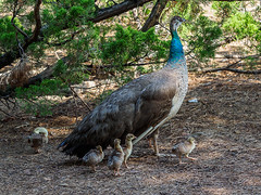Indian Peahen and Chicks