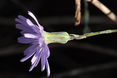 Flower (side)