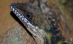Robinson's Angle-head Lizard (Gonocephalus robinsonii)