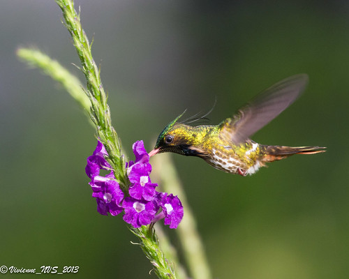 flower male bird garden costarica hummingbird arenal porterweed arenalobservatorylodge blackcrestedcoquette