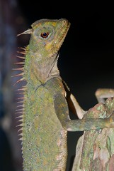Peninsular Horned Tree Lizard (Acanthosaura armata)
