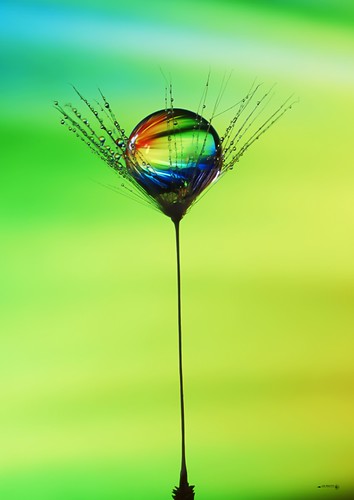 nikon refraction colourful colours artistic art abstract droplet drop dandelionseed dof dandelion dandelionart delicate bright indoor
