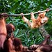 Still loving these mischievous little monsters!  . . . . . . . . #singapore #zoo #animal #orangutan #cute #wildlife #nature #primate #potd #bestoftheday #botd #picoftheday #travel #travelgram #instatravel #instalike #l4l #instagood #asia #packback #photo