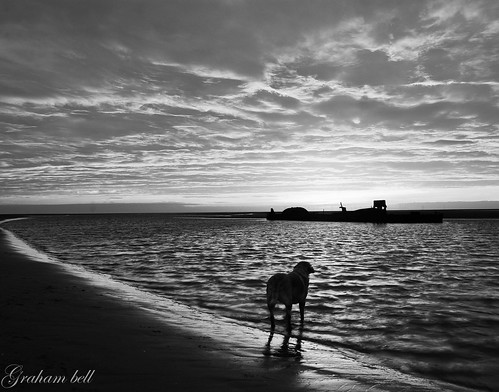 sunset bw dog seascape beach water sand shipwreck kiba barrow anastasi walney