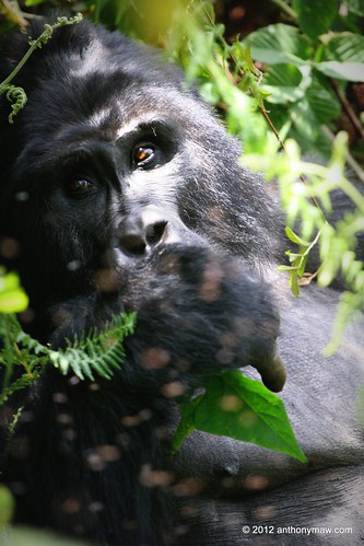 africa mountains tourism animals trekking wildlife adventure primate revenue uwa flickrtravelaward