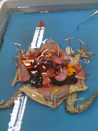 dissected cane toad
