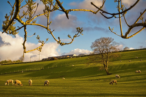 sunset tree green field grass canon spring sheep sigma lambs 1770 livestock grazing ulster paddock markethill countyarmagh 60d