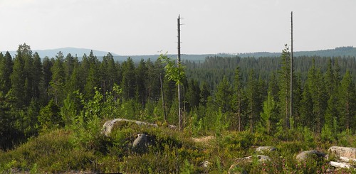 summer panorama forest finland landscape geotagged ks july kuusamo fin stitched 2014 koillismaa 201407 kantokylä muokangas 20140715 koskenkyläntie geo:lat=6590778553 geo:lon=2959047318 muosalmi