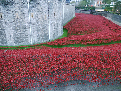 Poppies in the Moat