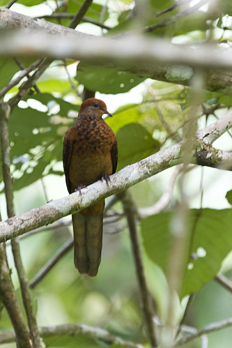 malaysia little cuckoo dove macropygia ruficeps