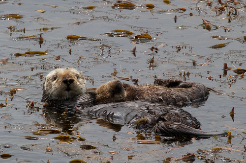 Otter mom and pup